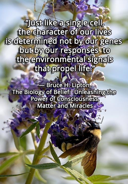 Just like a single cell, the character of our lives is determined not by our genes but by our responses to the environmental signals that propel life. ~Bruce H. Lipton, The Biology of Belief: Unleashing the Power of Consciousness, Matter and Miracles